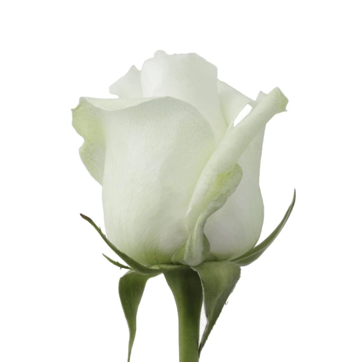 White classic rose