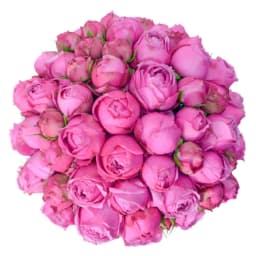 Flower in a Box ‹TIFFANY› with peony roses