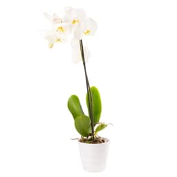 Plant ‹Orchid Gallery› White Orchid